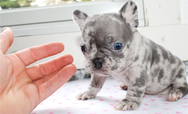 AKC REGISTERED FRENCH BULLDOG PUPPIES