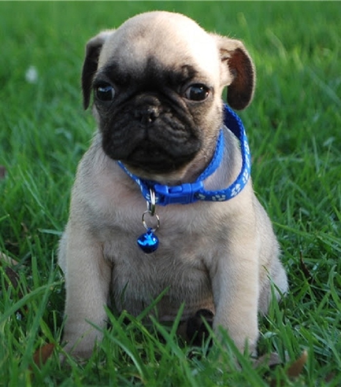 Pug puppies Available   for sale $400