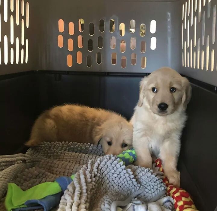 English Golden Retriever 