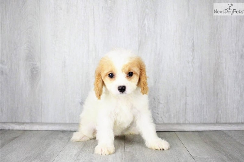 Cavapoo puppies available at cheap rate 