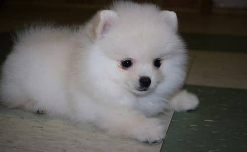 pomerarian for sale