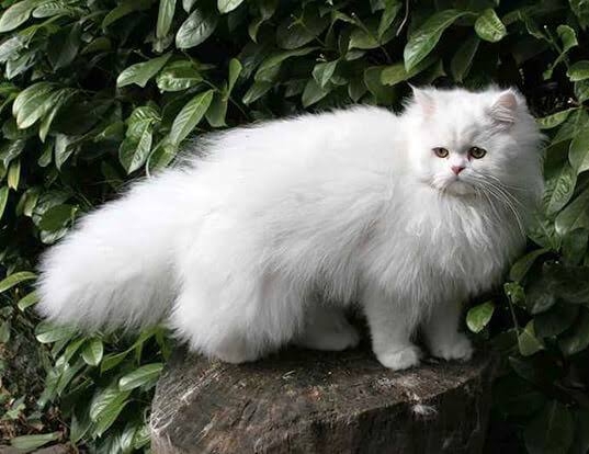 🌟 FREE Persian Cats - Limited Time Offer! 🌟