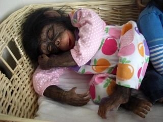 Sweet baby chimpanzee monkeys for sale