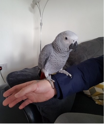 African Grey Parrot For Adoption