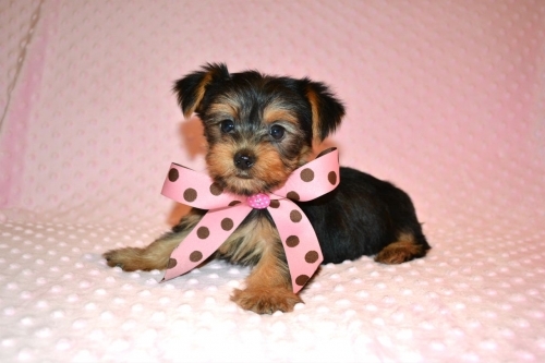 yorkie pupies for sale