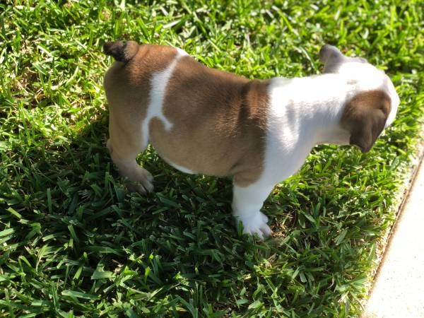 AKC Bulldog for sale