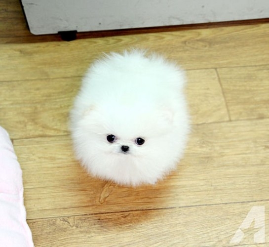 Gorgeous Tiny Size Pomeranian Puppies Available!