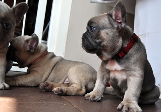 French Bulldog Puppies For Xmass.
