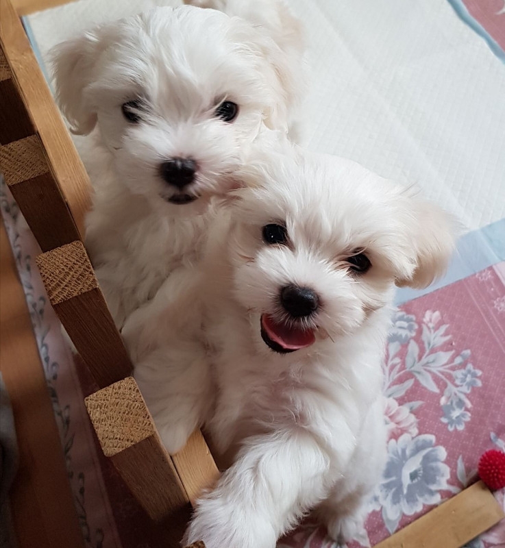 stunning Maltese puppies available