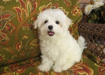 Adorable Maltese puppy for adoption 