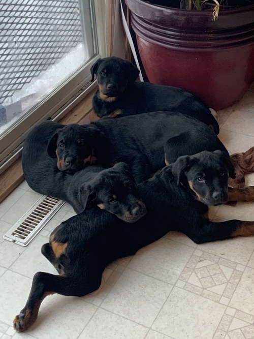 Friendly And Brave Rottweiler Puppies.