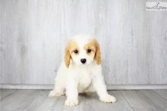 cavachon-puppy-pictu