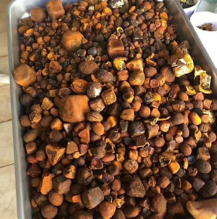CATTLE AND OX GALLSTONES FOR SALE