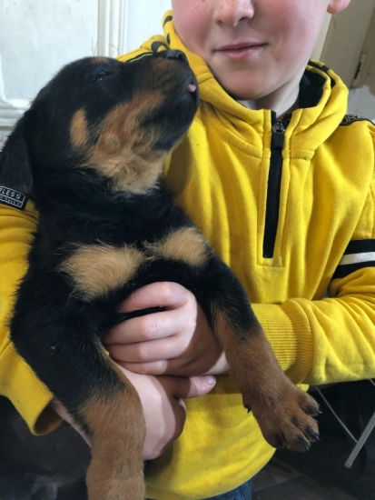 huge-rottweiler-pupp