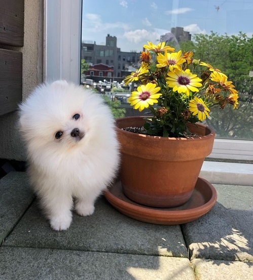 Charming Teacup Pomeranian puppies