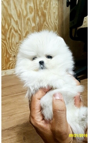 pomeranian-puppy-pic