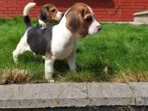PRETTY AND GORGEOUS BEAGLE PUPPIES FOR ADOPTION