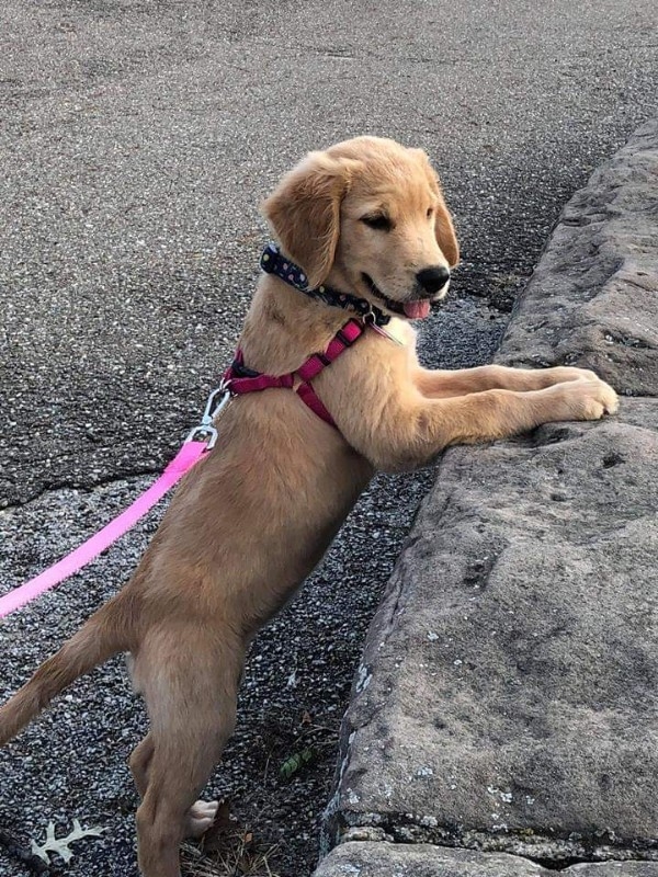 2 Golden Retriever Pups