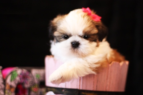 Shih Tzu Puppy for Sale