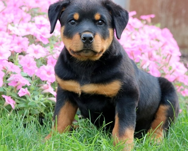 Male and Female AKC  Rottweiler Pups For Rehoming