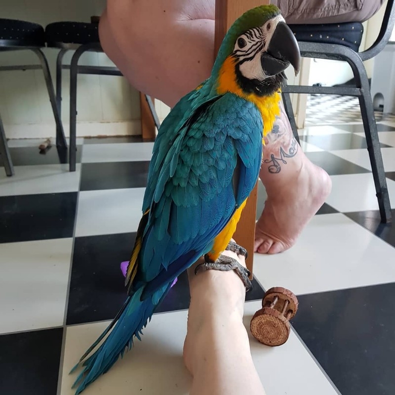 Blue and Gold Macaws, Hand Reared.