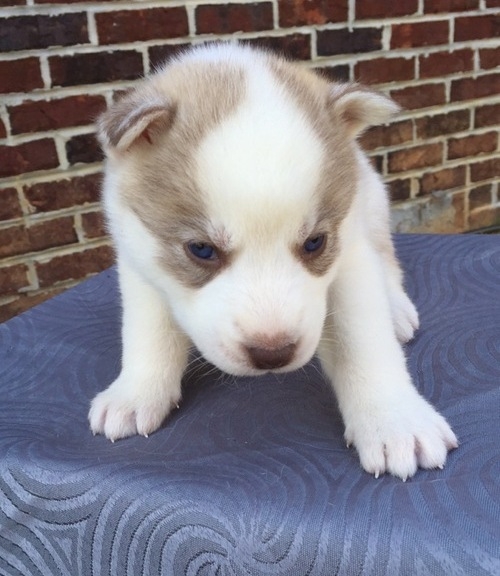 cute  husky puppies for adoption