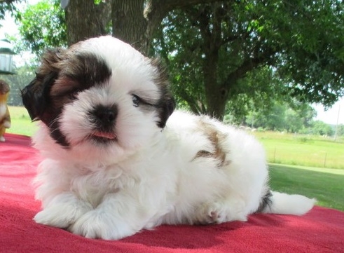 amazing male and female shih tzu for sale now