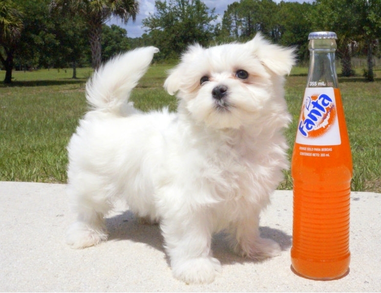 Cupid Face White Maltese Pups For New Homes...