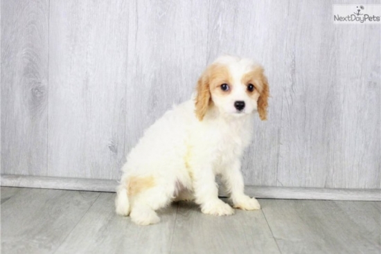 cavachon-puppy-pictu