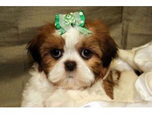 Shih tzu Puppies For Sale