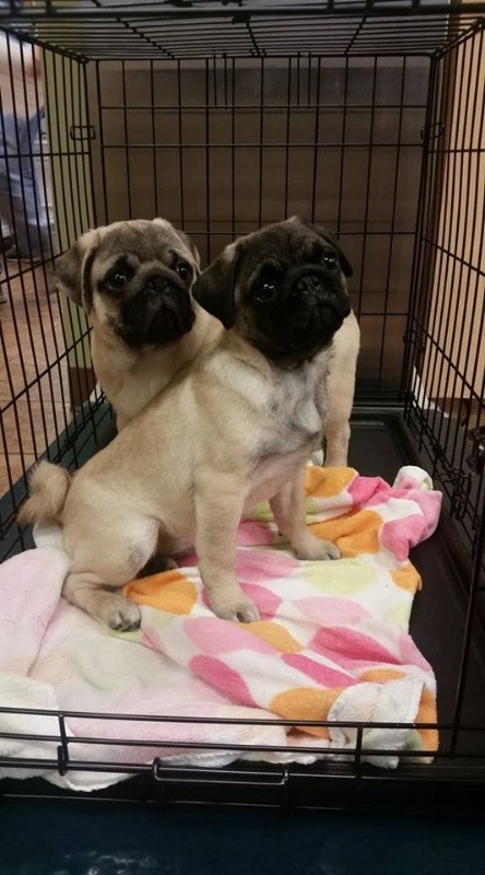 I have a stunning litter of pug puppies ready now 