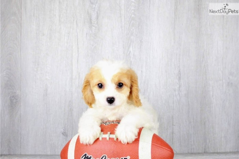 cavachon-puppy-pictu