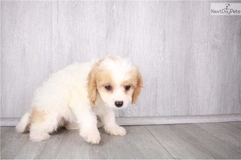 cavachon-puppy-pictu