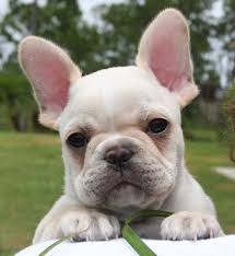 home trained French Bulldog puppies..(901)509-0670