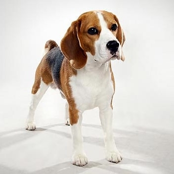 Beagle dogs available 
