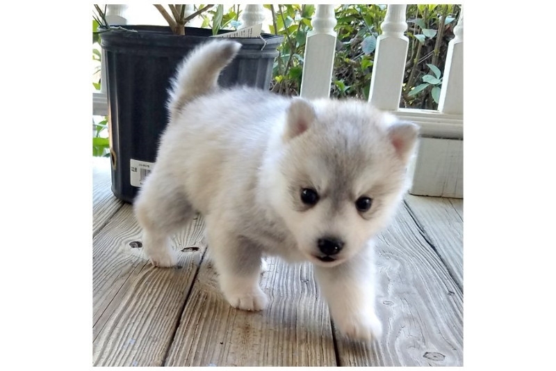 Pomsky and Siberian Husky Puppies Available 