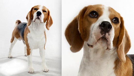 beagle_03_lg.jpg