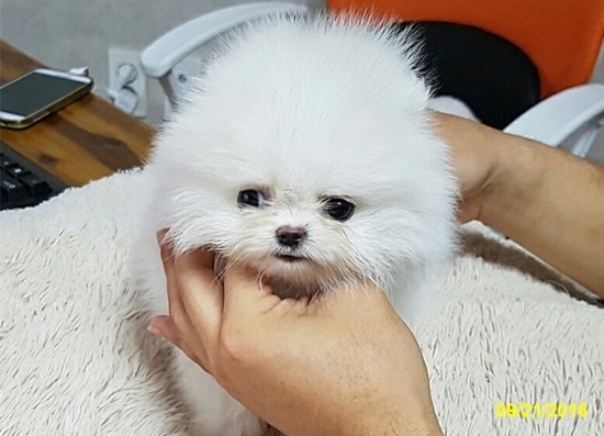 pomeranian-puppy-pic