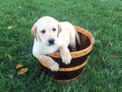 very smart and playful male and female Labrador 