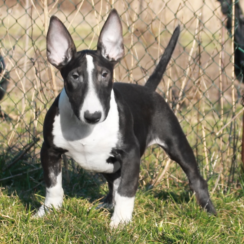 Bull Terrier show quality puppies ready to go