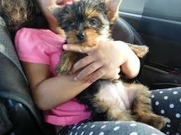 ADORABLE TEA CUP YORKIE PUPPIES.